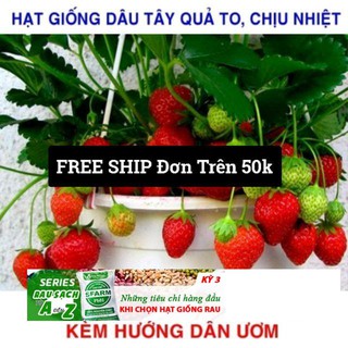 Gói 100 Hạt giống Dâu Tây Quả To, Chịu nhiệt  free ship toàn quốc