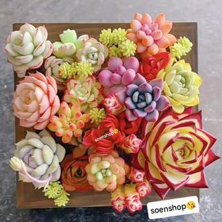 COMBO 10 loại sen đá mini mix ngẫu nghiên không trùng, xuất sứ Đà Lạt, Lỗi 1 đổi 1
