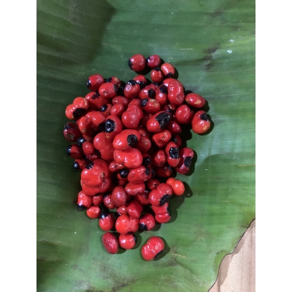 HẠT SÂM NGỌC LINH ĐÃ ƯƠM NẢY MẦM