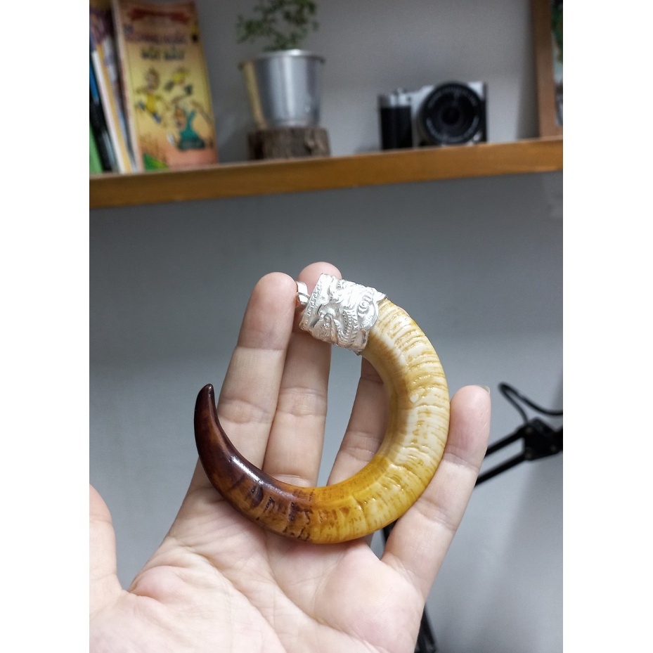 "Nanh heo nhân tạo cong chữ C với phủ bạc"