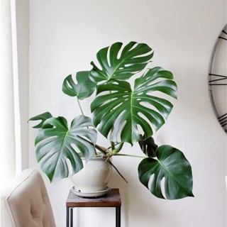 Cây trầu bà - tra??u ba? nam my? cao 50cm trang trí phòng khách phòng ngủ thanh lọc không khí