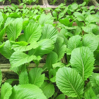 Hạt Giống Cải  Bẹ  Xanh