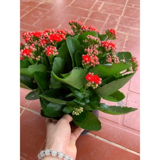 CÂY GIỐNG HOA SỐNG ĐỜI CÁNH KÉP SIÊU NỤ ĐANG CÓ HOA NHIỀU MÀU CHO KHÁCH CHỌN
