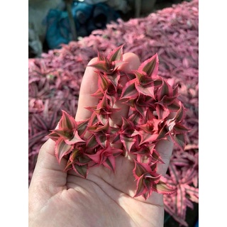 Dư a mini, dư a phu ng, dư a ma u, dư a nam my  set terrarium ba n ca n