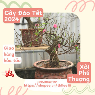 Đào Cây Mini Bonsai trang trí Tết 2026