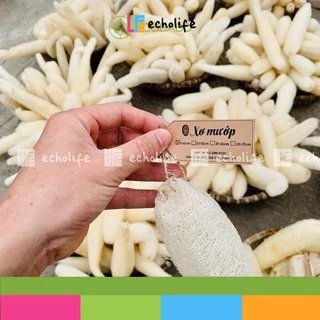 Xơ mướp nguyên trái làm giúp tạo bọt , tẩy da chết làm sạch tự nhiên hiệu quả Tuyệt phẩm thiên nhiên - Echolife