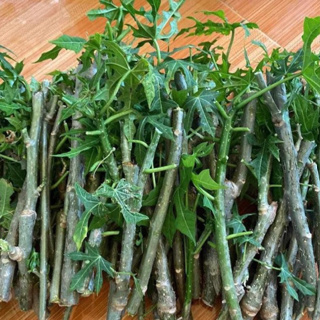 Cành Giống Cây Rau Chân Vịt, Mỳ Chính Pina Chaya  - Chuẩn Giống Canh Nông