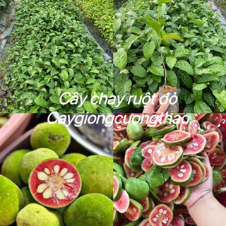 Cây Giống Chay Ruột Đỏ 