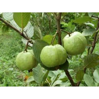 Cây Ổi Nữ Hoàng Cây Lớn Đang Trái