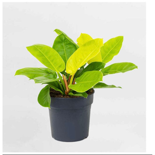 Cây Trầu Bà Đế Vương Vàng/ Kiểng Lá/ Cây Trong Nhà