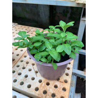  - Rau Quế Vị Xá Xị Limnophila Rugosa - Trang Flowers
