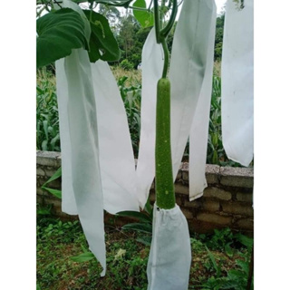 Set 50 Túi Bọc Quả Ánh Dương Kt15X60 Bọc Bầu Sao, Bọc Mướp, Bọc Bí Xanh...