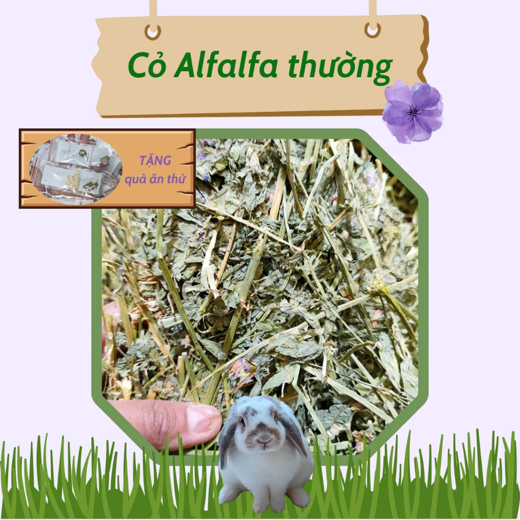 Cỏ Alfalfa Nhiều Lá Ít Bụi - Thức Ăn Tăng Canxi Cho Thỏ, Bọ Ú, Chinchilla Dưới 6 Tháng